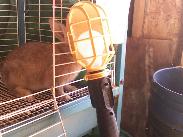 Second Chance Rabbit Rescue